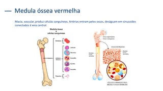 Macia, vascular, produz células sanguíneas. Artérias entram pelos ossos, deságuam em sinusoides
conectados à veia central.
Medula óssea vermelha
 