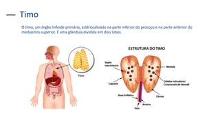 O timo, um órgão linfoide primário, está localizado na parte inferior do pescoço e na parte anterior do
mediastino superior. É uma glândula dividida em dois lobos.
Timo
 