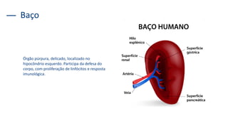 Órgão púrpura, delicado, localizado no
hipocôndrio esquerdo. Participa da defesa do
corpo, com proliferação de linfócitos e resposta
imunológica.
Baço
 