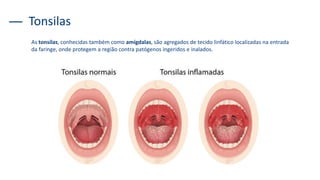 As tonsilas, conhecidas também como amígdalas, são agregados de tecido linfático localizadas na entrada
da faringe, onde protegem a região contra patógenos ingeridos e inalados.
Tonsilas
 