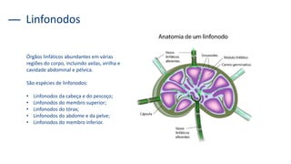 Órgãos linfáticos abundantes em várias
regiões do corpo, incluindo axilas, virilha e
cavidade abdominal e pélvica.
São espécies de linfonodos:
• Linfonodos da cabeça e do pescoço;
• Linfonodos do membro superior;
• Linfonodos do tórax;
• Linfonodos do abdome e da pelve;
• Linfonodos do membro inferior.
Linfonodos
 
