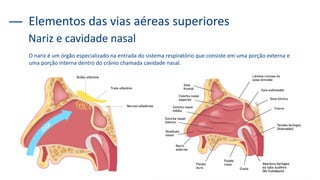O nariz é um órgão especializado na entrada do sistema respiratório que consiste em uma porção externa e
uma porção interna dentro do crânio chamada cavidade nasal.
Elementos das vias aéreas superiores
Nariz e cavidade nasal
 