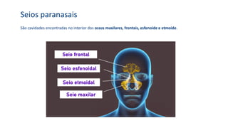 São cavidades encontradas no interior dos ossos maxilares, frontais, esfenoide e etmoide.
Seios paranasais
 