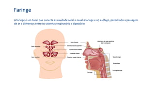 A faringe é um túnel que conecta as cavidades oral e nasal à laringe e ao esôfago, permitindo a passagem
de ar e alimentos entre os sistemas respiratório e digestório.
Faringe
 