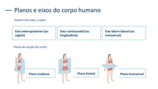 Plano transversal
Plano frontal
Plano mediano
Eixo anteroposterior (ou
sagital)
Eixo craniocaudal (ou
longitudinal)
Eixo látero-lateral (ou
transversal)
Existem três eixos, a saber:
Planos e eixos do corpo humano
Planos de secção (de corte):
 
