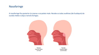 A nasofaringe fica posterior às coanas e ao palato mole. Recebe as tubas auditivas (de Eustáquio) do
ouvido médio e aloja a tonsila faríngea.
Nasofaringe
 