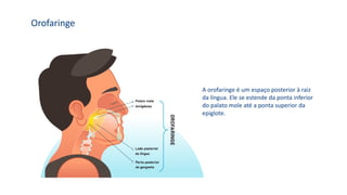Orofaringe
A orofaringe é um espaço posterior à raiz
da língua. Ele se estende da ponta inferior
do palato mole até a ponta superior da
epiglote.
 