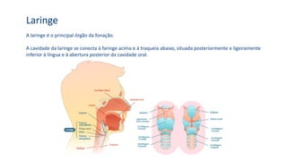 Laringe
A laringe é o principal órgão da fonação.
A cavidade da laringe se conecta à faringe acima e à traqueia abaixo, situada posteriormente e ligeiramente
inferior à língua e à abertura posterior da cavidade oral.
 