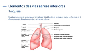 Situada anteriormente ao esôfago, é formada por 16 a 20 anéis de cartilagem hialina em formato de C,
alguns dos quais são palpáveis entre a laringe e o esterno.
Elementos das vias aéreas inferiores
Traqueia
 