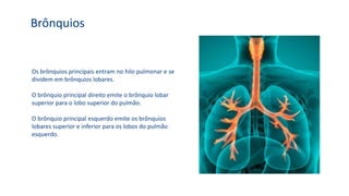 Brônquios
Os brônquios principais entram no hilo pulmonar e se
dividem em brônquios lobares.
O brônquio principal direito emite o brônquio lobar
superior para o lobo superior do pulmão.
O brônquio principal esquerdo emite os brônquios
lobares superior e inferior para os lobos do pulmão
esquerdo.
 