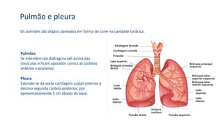 Os pulmões são órgãos pareados em forma de cone na cavidade torácica.
Pulmão e pleura
Pulmões
Se estendem do diafragma até acima das
clavículas e ficam apoiados contra as costelas
anterior e posterior.
Pleura
Estende-se da sexta cartilagem costal anterior à
décima segunda costela posterior, por
aproximadamente 5 cm abaixo da base.
 