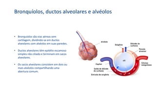 Bronquíolos, ductos alveolares e alvéolos
• Bronquíolos são vias aéreas sem
cartilagem, dividindo-se em ductos
alveolares com alvéolos em suas paredes.
• Ductos alveolares têm epitélio escamoso
simples não ciliado e terminam em sacos
alveolares.
• Os sacos alveolares consistem em dois ou
mais alvéolos compartilhando uma
abertura comum.
 