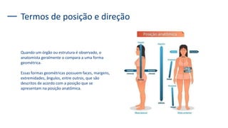 Termos de posição e direção
Quando um órgão ou estrutura é observado, o
anatomista geralmente o compara a uma forma
geométrica.
Essas formas geométricas possuem faces, margens,
extremidades, ângulos, entre outros, que são
descritos de acordo com a posição que se
apresentam na posição anatômica.
 