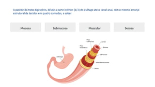 A parede do trato digestório, desde a parte inferior (1/3) do esôfago até o canal anal, tem o mesmo arranjo
estrutural de tecidos em quatro camadas, a saber:
 