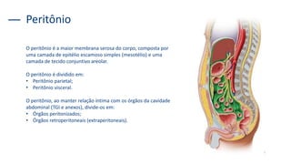 O peritônio é a maior membrana serosa do corpo, composta por
uma camada de epitélio escamoso simples (mesotélio) e uma
camada de tecido conjuntivo areolar.
O peritônio é dividido em:
• Peritônio parietal;
• Peritônio visceral.
O peritônio, ao manter relação íntima com os órgãos da cavidade
abdominal (TGI e anexos), divide-os em:
• Órgãos peritonizados;
• Órgãos retroperitoneais (extraperitoneais).
Peritônio
 