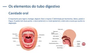 É importante para ingerir, mastigar, deglutir, falar e respirar. É delimitada por bochechas, lábios, palato e
língua. O palato tem duas partes: o duro (anterior) e o mole (posterior), onde está a úvula que auxilia na
deglutição.
Os elementos do tubo digestivo
Cavidade oral
 