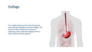 É um órgão tubular que fica atrás da traqueia,
passando pelo diafragma no hiato esofágico. Ele
tem um orifício cárdico que conecta ao
estômago, onde o esfíncter esofágico inferior
evita o refluxo de ácido gástrico.
Esôfago
 