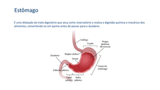 É uma dilatação do trato digestório que atua como reservatório e realiza a digestão química e mecânica dos
alimentos, convertendo-os em quimo antes de passar para o duodeno.
Estômago
 