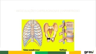 ARTICULAÇÕES CARTILAGINOSAS (ANFIARTROSE)
 
