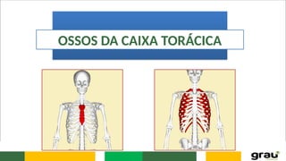 OSSOS DA CAIXA TORÁCICA
 