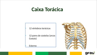 Caixa Torácica
• 12 vértebras torácicas
• 12 pares de costelas (arcos
Costais)
• Esterno
 