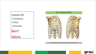 Costelas (24)
7 Verdadeiras
3 Falsas
2 Flutuantes
Bizu!!!
Esterno
 