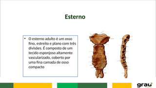 Esterno
• O esterno adulto é um osso
fino, estreito e plano com três
divisões. É composto de um
tecido esponjoso altamente
vascularizado, coberto por
uma fina camada de osso
compacto
 