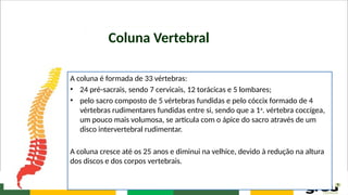 Coluna Vertebral
A coluna é formada de 33 vértebras:
• 24 pré-sacrais, sendo 7 cervicais, 12 torácicas e 5 lombares;
• pelo sacro composto de 5 vértebras fundidas e pelo cóccix formado de 4
vértebras rudimentares fundidas entre si, sendo que a 1a
. vértebra coccígea,
um pouco mais volumosa, se articula com o ápice do sacro através de um
disco intervertebral rudimentar.
A coluna cresce até os 25 anos e diminui na velhice, devido à redução na altura
dos discos e dos corpos vertebrais.
 
