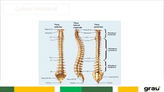 Coluna Vertebral
 