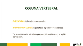 COLUNA VERTEBRAL
CURVATURAS: Primárias e secundarias
IMPORTÂNCIA CLINICA: hipercifose, hiperlordose escoliose
Caracteristicas das vértebras permitem identificar a que região
pertencem.
 