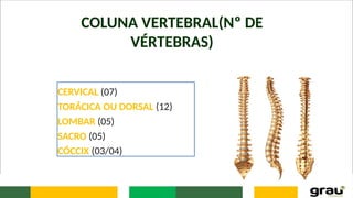 COLUNA VERTEBRAL(Nº DE
VÉRTEBRAS)
CERVICAL (07)
TORÁCICA OU DORSAL (12)
LOMBAR (05)
SACRO (05)
CÓCCIX (03/04)
 