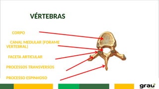 VÉRTEBRAS
CORPO
CANAL MEDULAR (FORAME
VERTEBRAL)
FACETA ARTICULAR
PROCESSOS TRANSVERSOS
PROCESSO ESPINHOSO
 