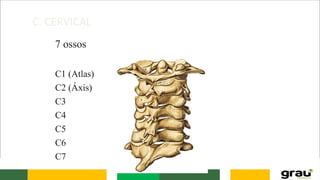 C. CERVICAL
7 ossos
C1 (Atlas)
C2 (Áxis)
C3
C4
C5
C6
C7
 