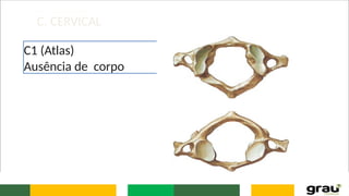 C. CERVICAL
C1 (Atlas)
Ausência de corpo
 
