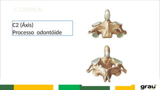 C. CERVICAL
C2 (Áxis)
Processo odontóide
 