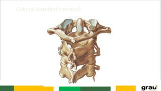 Coluna Vertebral (cervical)
 
