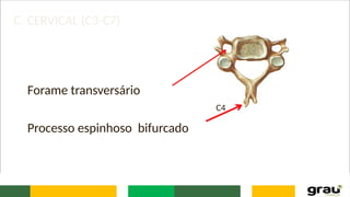 C. CERVICAL (C3-C7)
Forame transversário
C4
Processo espinhoso bifurcado
 