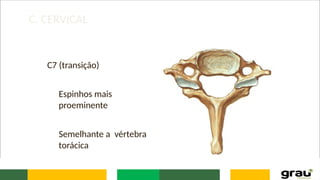 C. CERVICAL
C7 (transição)
Espinhos mais
proeminente
Semelhante a vértebra
torácica
 