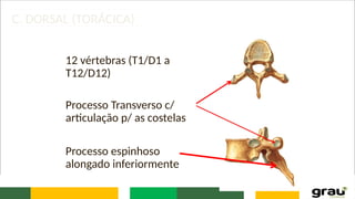 C. DORSAL (TORÁCICA)
12 vértebras (T1/D1 a
T12/D12)
Processo Transverso c/
articulação p/ as costelas
Processo espinhoso
alongado inferiormente
 