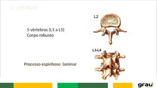 C. LOMBAR
5 vértebras (L1 a L5)
Corpo robusto
Processo espinhoso laminar
L2
L3-L4
 