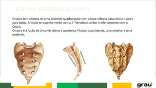 COLUNA VERTEBRAL (SACRO)
O sacro tem a forma de uma pirâmide quadrangular com a base voltada para cima e o ápice
para baixo. Articula-se superiormente com a 5ª Vértebra Lombar e inferiormente com o
Cóccix.
O sacro é a fusão de cinco vértebras e apresenta 4 faces: duas laterais, uma anterior e uma
posterior.
 