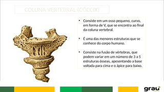 COLUNA VERTEBRAL (CÓCCIX)
• Consiste em um osso pequeno, curvo,
em forma de V, que se encontra ao final
da coluna vertebral.
• É uma das menores estruturas que se
conhece do corpo humano.
• Consiste na fusão de vértebras, que
podem variar em um número de 3 a 5
estruturas ósseas, apesentando a base
voltada para cima e o ápice para baixo.
 