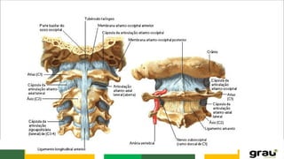 Anatomia da caixa toráxica e coluna vertebral