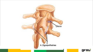 Anatomia da caixa toráxica e coluna vertebral