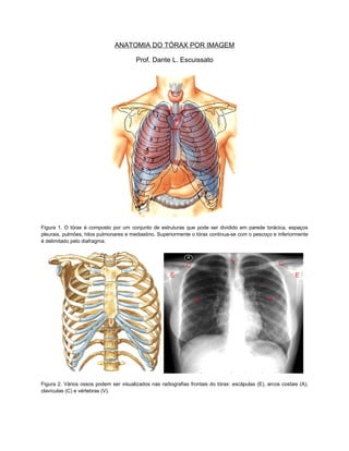 ANATOMIA DO TÓRAX POR IMAGEM

                                        Prof. Dante L. Escuissato




Figura 1. O tórax é composto por um conjunto de estruturas que pode ser dividido em parede torácica, espaços
pleurais, pulmões, hilos pulmonares e mediastino. Superiormente o tórax continua-se com o pescoço e inferiormente
é delimitado pelo diafragma.




Figura 2. Vários ossos podem ser visualizados nas radiografias frontais do tórax: escápulas (E), arcos costais (A),
clavículas (C) e vértebras (V).
 
