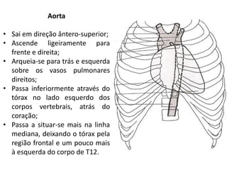 Aorta

• Sai em direção ântero-superior;
• Ascende ligeiramente para
  frente e direita;
• Arqueia-se para trás e esquerda
  sobre os vasos pulmonares
  direitos;
• Passa inferiormente através do
  tórax no lado esquerdo dos
  corpos vertebrais, atrás do
  coração;
• Passa a situar-se mais na linha
  mediana, deixando o tórax pela
  região frontal e um pouco mais
  à esquerda do corpo de T12.
 