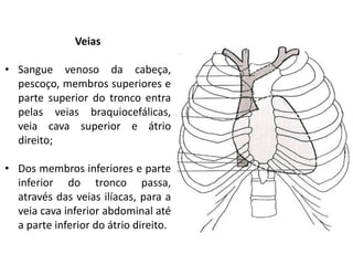 Veias

• Sangue venoso da cabeça,
  pescoço, membros superiores e
  parte superior do tronco entra
  pelas veias braquiocefálicas,
  veia cava superior e átrio
  direito;

• Dos membros inferiores e parte
  inferior do tronco passa,
  através das veias ilíacas, para a
  veia cava inferior abdominal até
  a parte inferior do átrio direito.
 