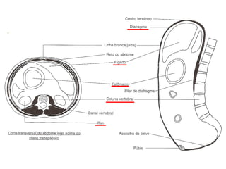 Anatomia do tórax e abdome