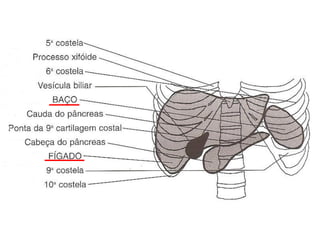 Anatomia do tórax e abdome