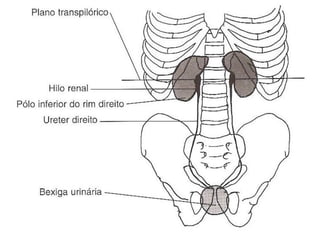 Anatomia do tórax e abdome